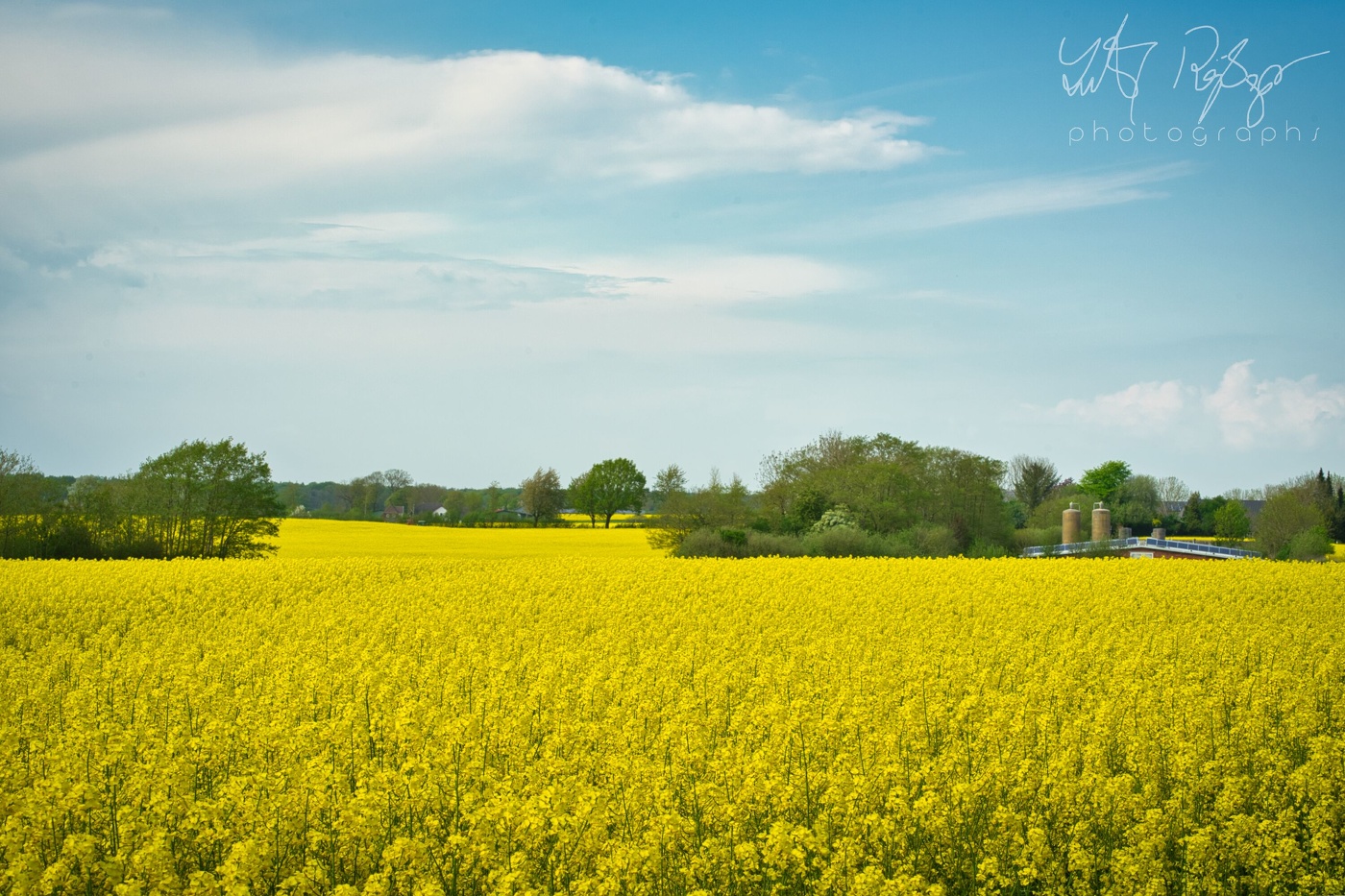 Rapsfelder in Angeln