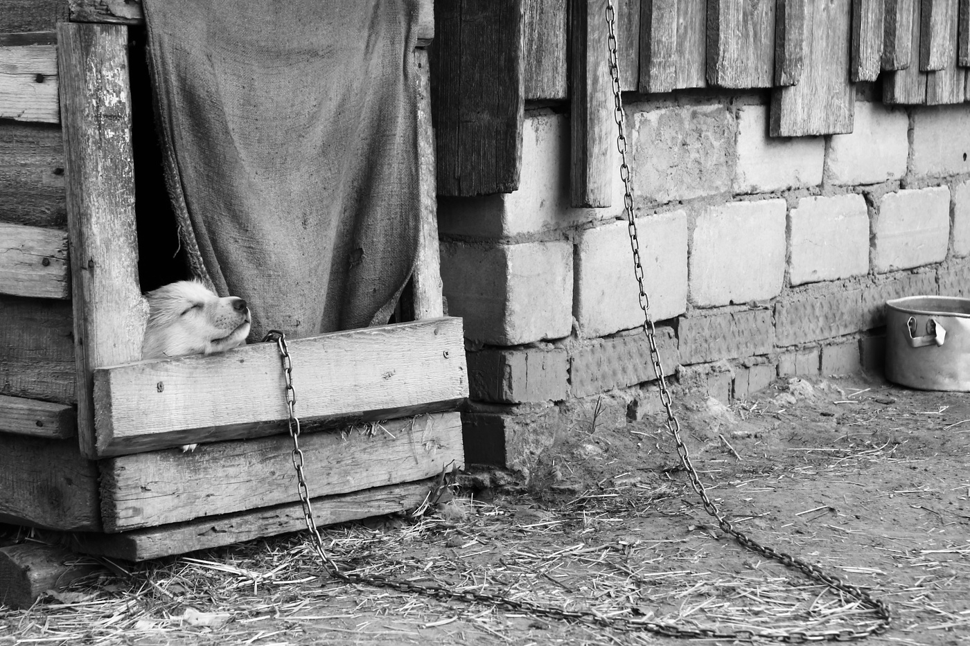 Vorsicht, bissiger Hund!