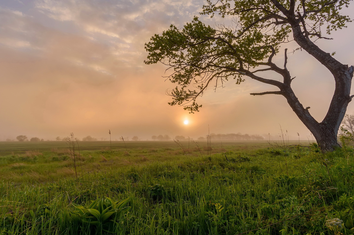 Foggy Sonnenuntergang