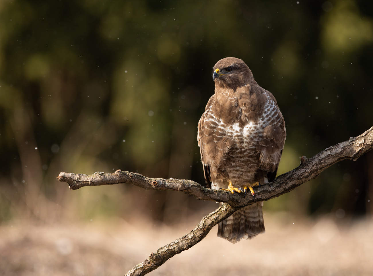 Bussard