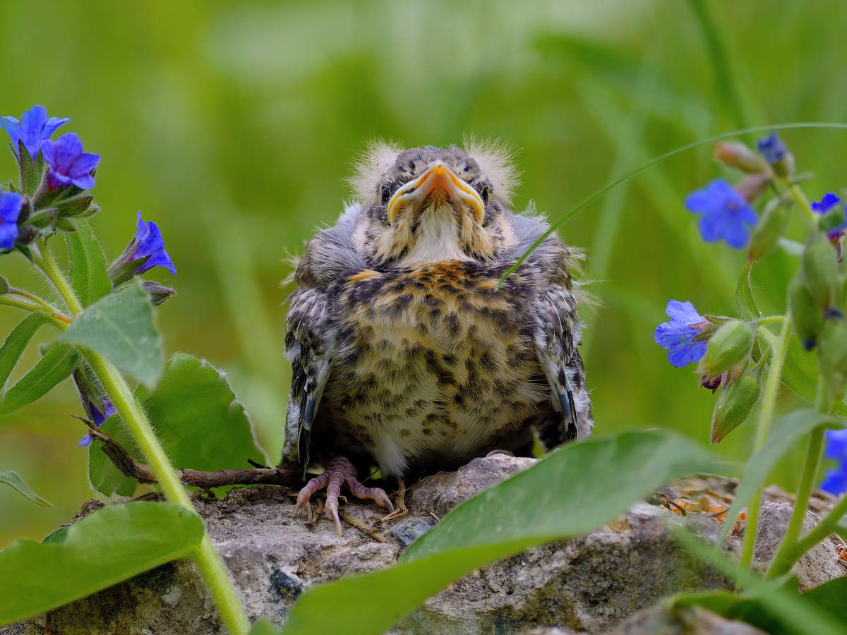 Wie schön diese Welt, sieh!