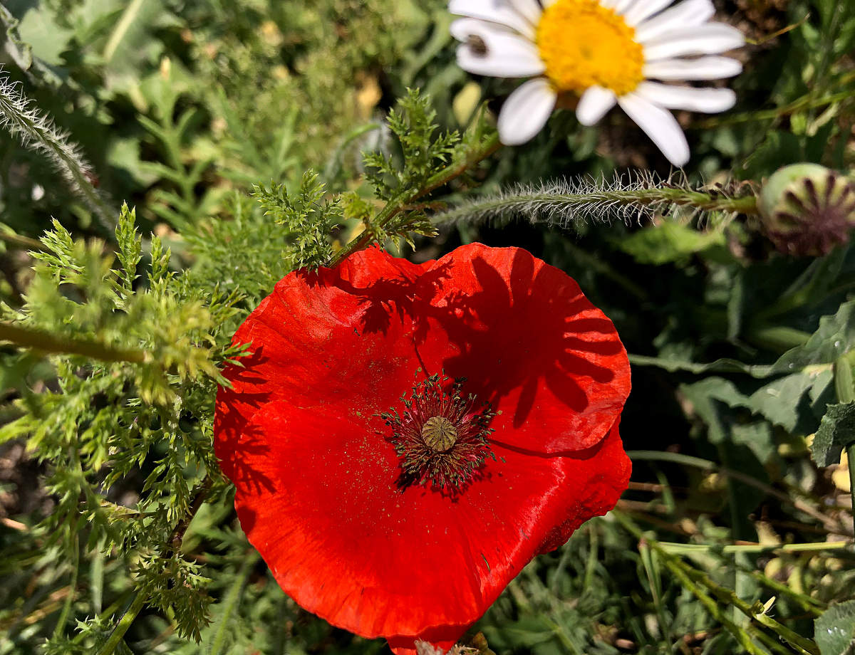 Mohn
