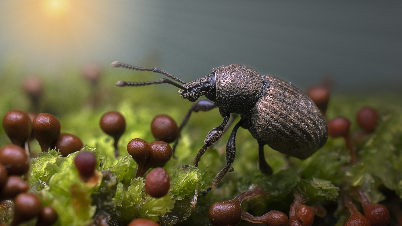 Weevil