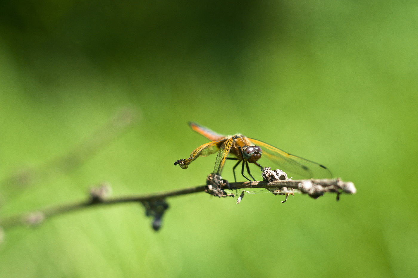 Dragonfly
