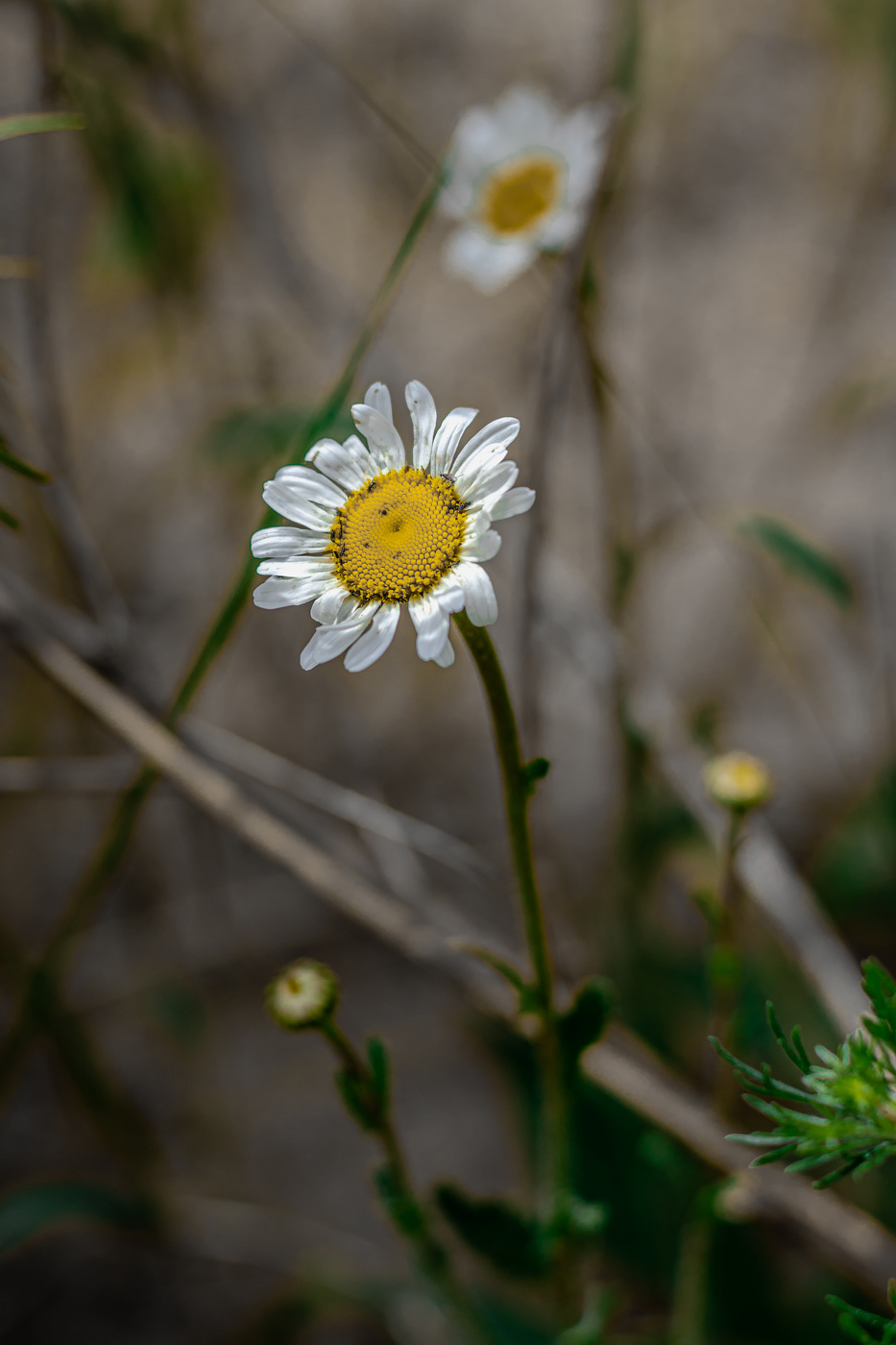 Auch Daisy, zwei hintereinander ...