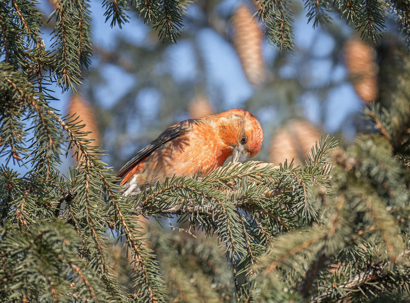 Fichtenkreuzschnabel
