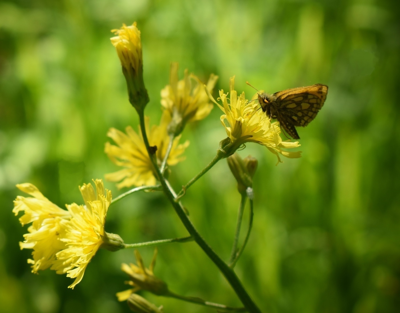 Blumen und Schmetterling
