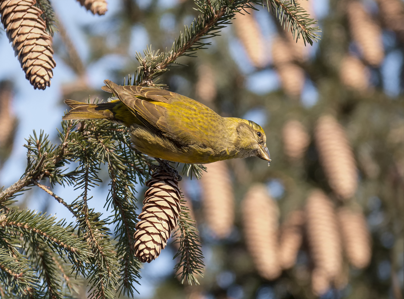 Fichtenkreuzschnabel