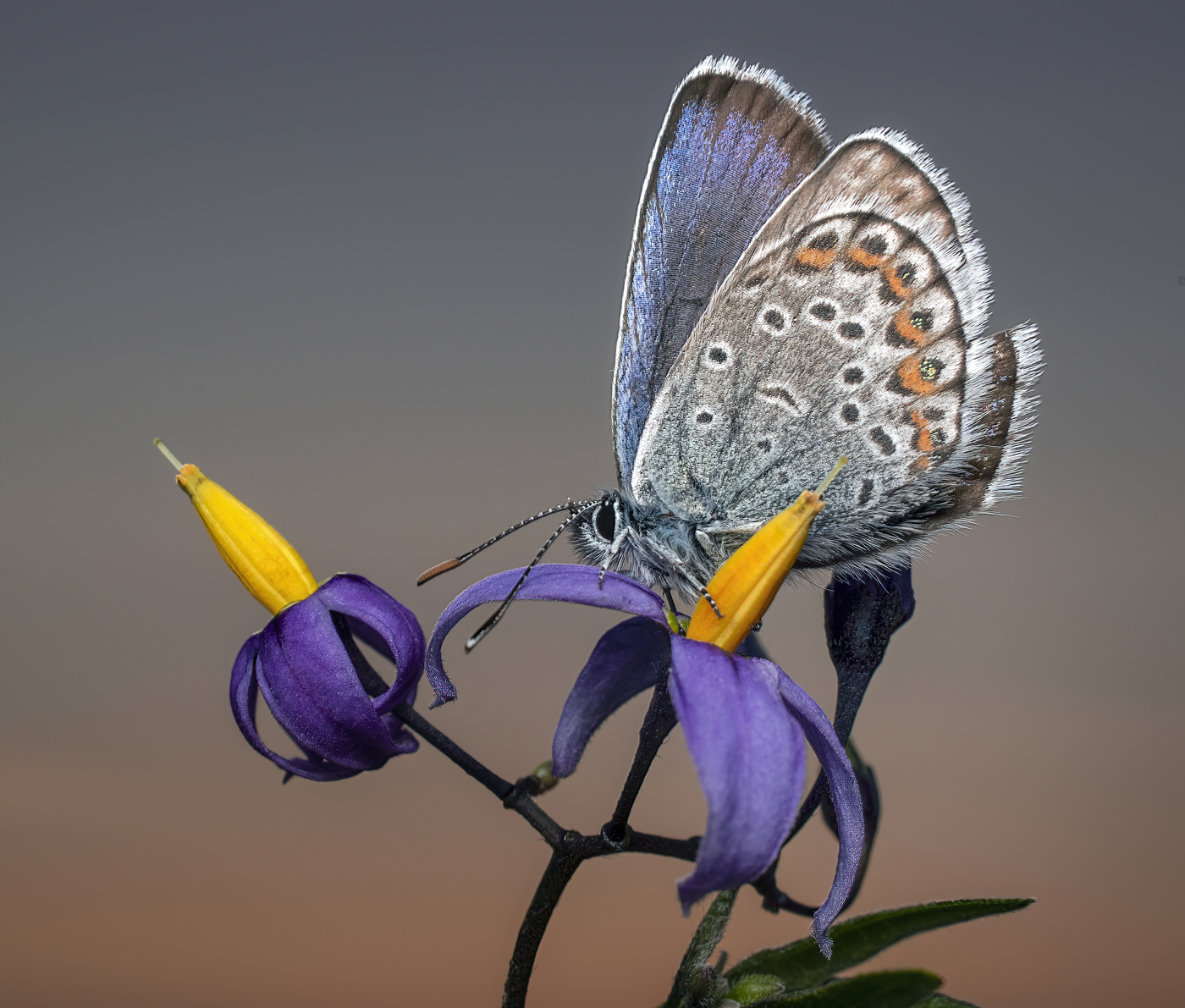 Kupfer-Schmetterling