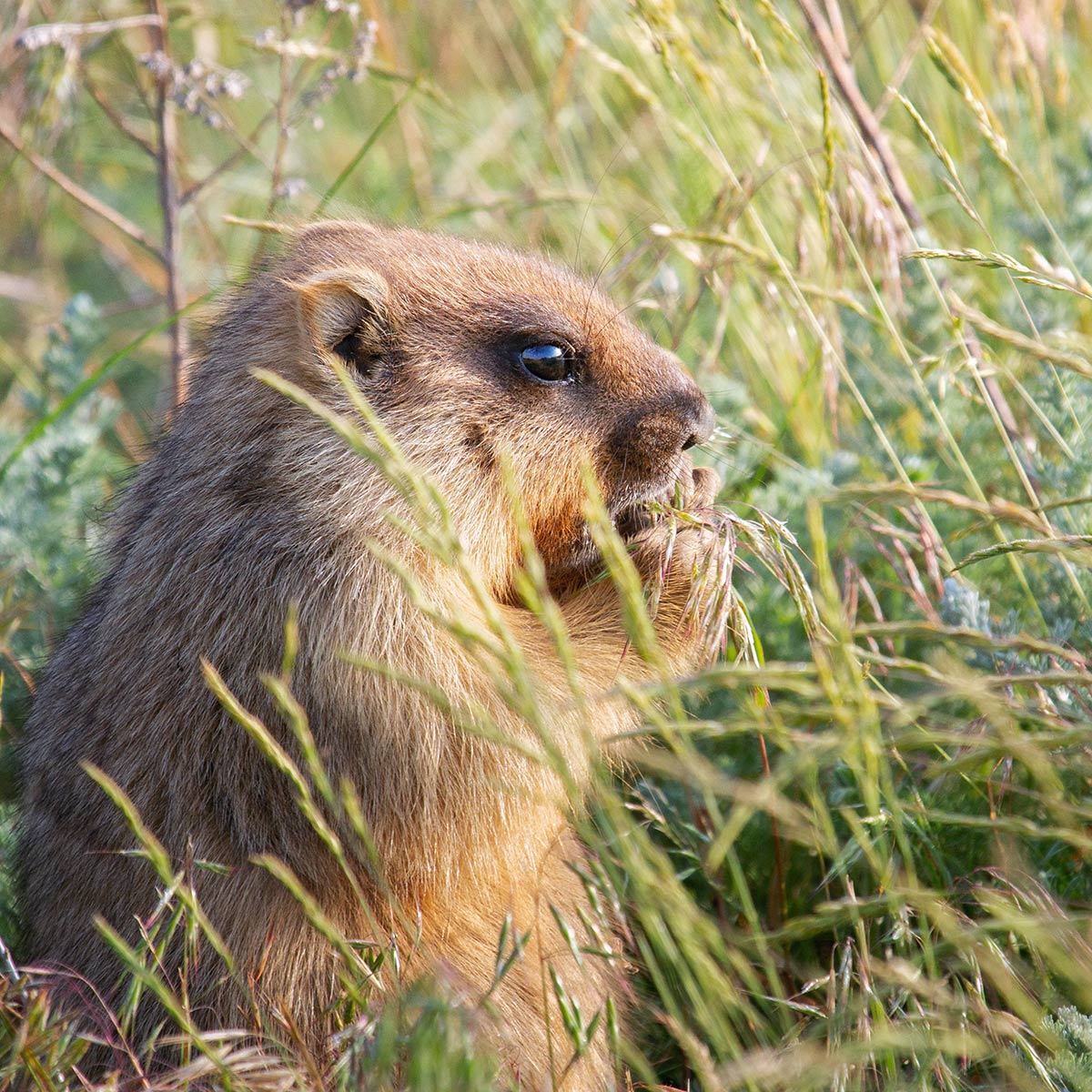 Frühstück im Grünen