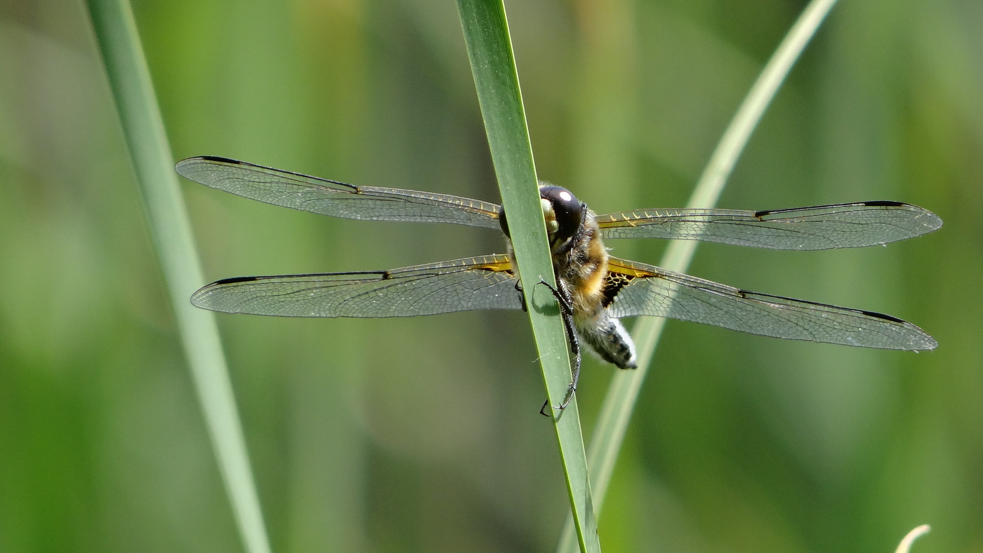 Dragonfly