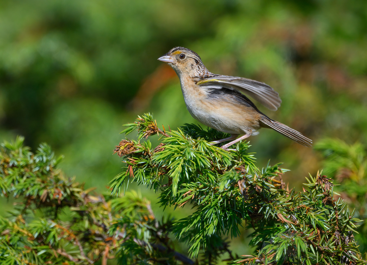 Clay-colored sparrow