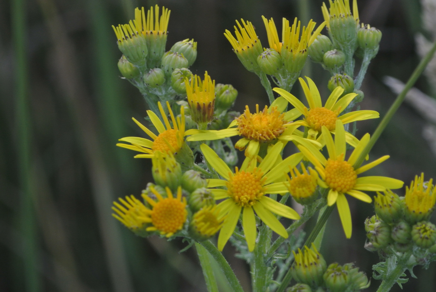 Blumen auf dem Felde