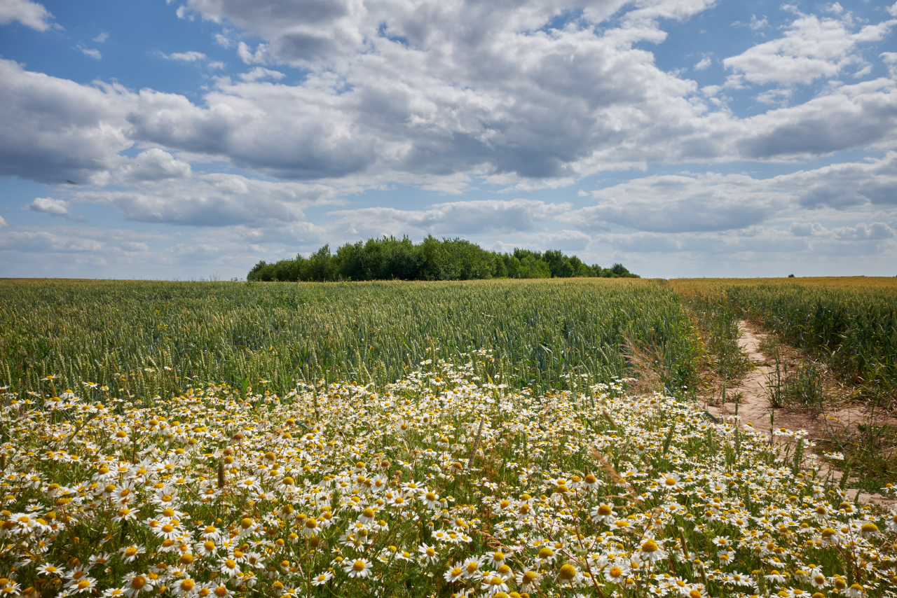 Gänseblümchen