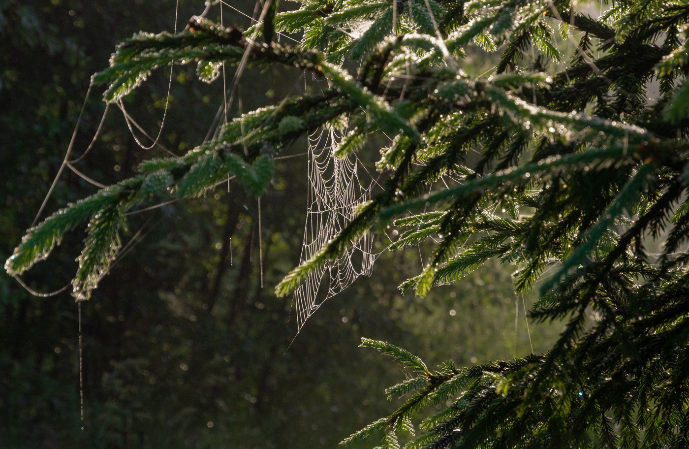 Morgen im Tannenwald