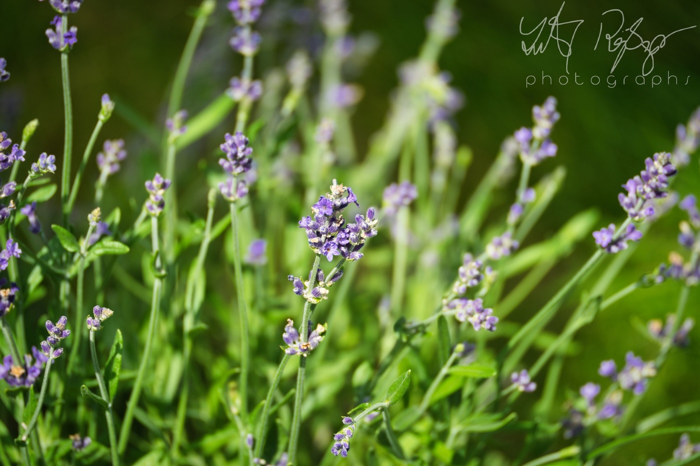 Das ist der Sommer...