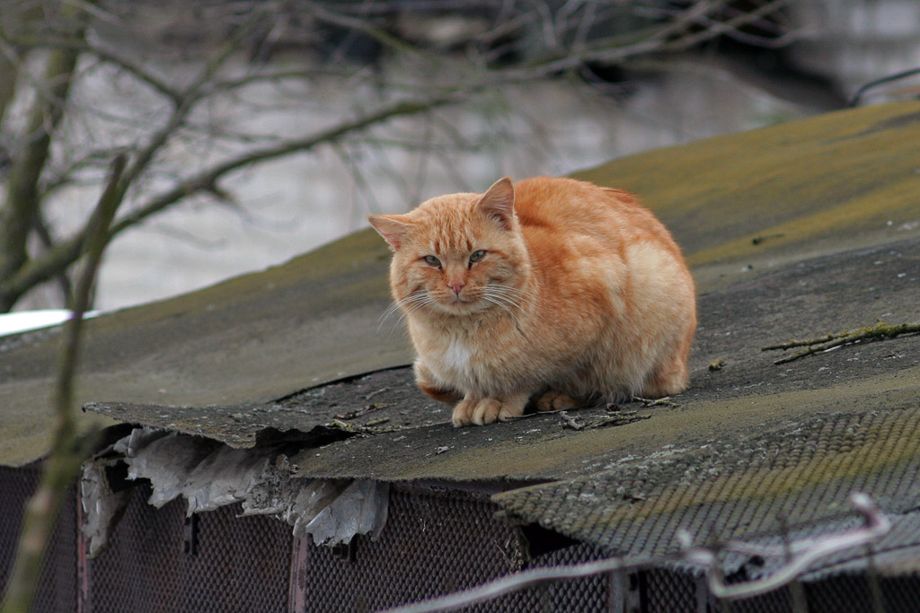 März Katze. Einsamkeit