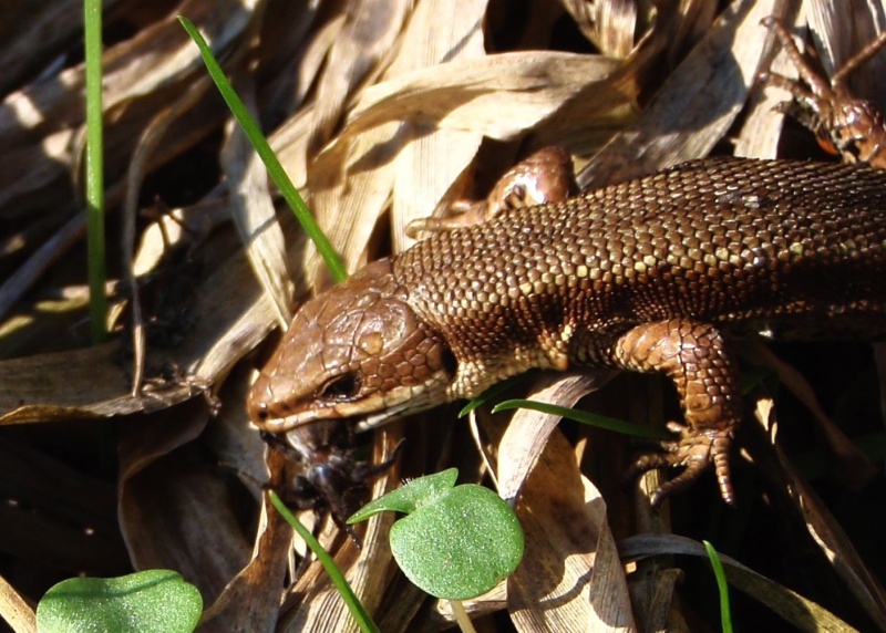 ... Und zum Nachtisch haarig!