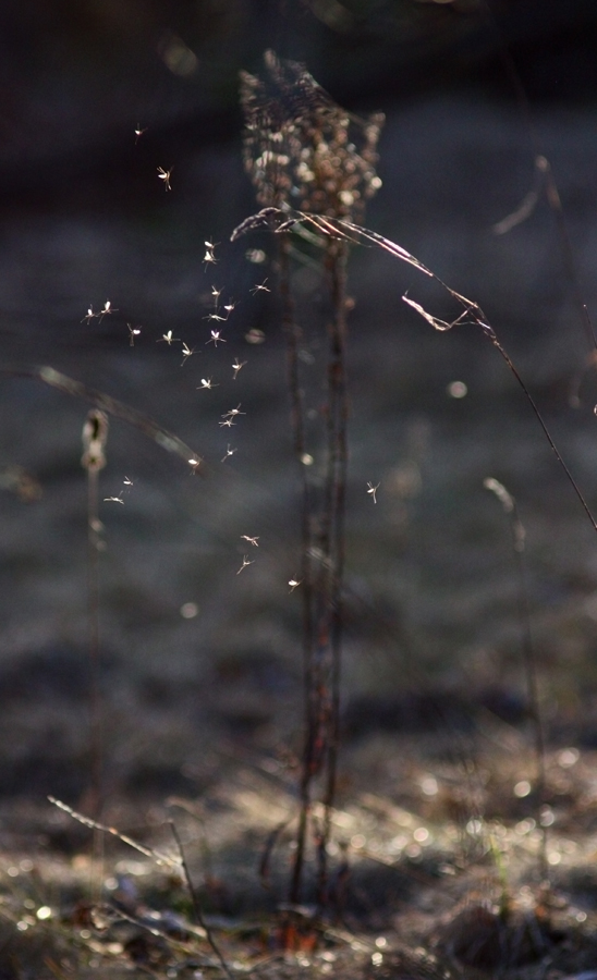 kann Fallschirmjäger?