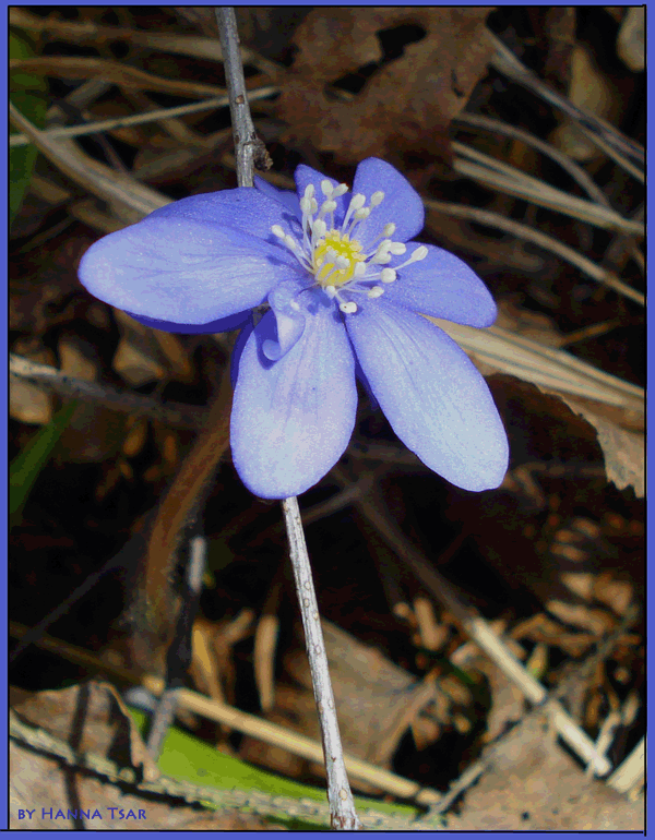 Persha lyasnaya Kvetka ...