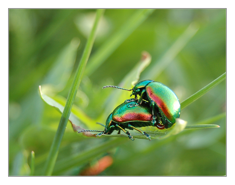 März Glühwürmchen