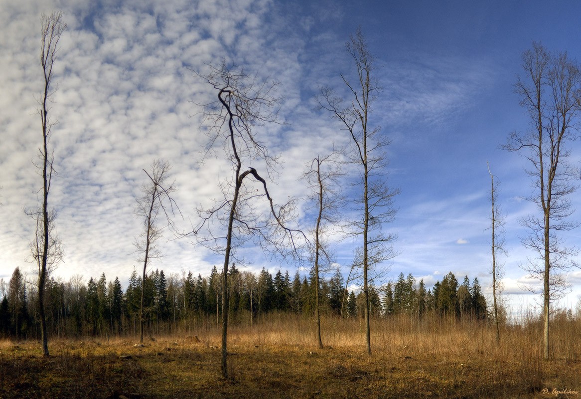 Nur der Schrei einer Krähe ..