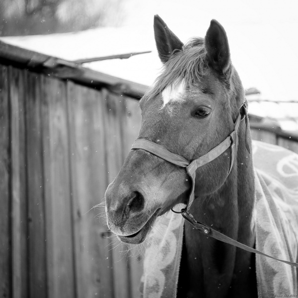 Portrait eines Pferdes:)