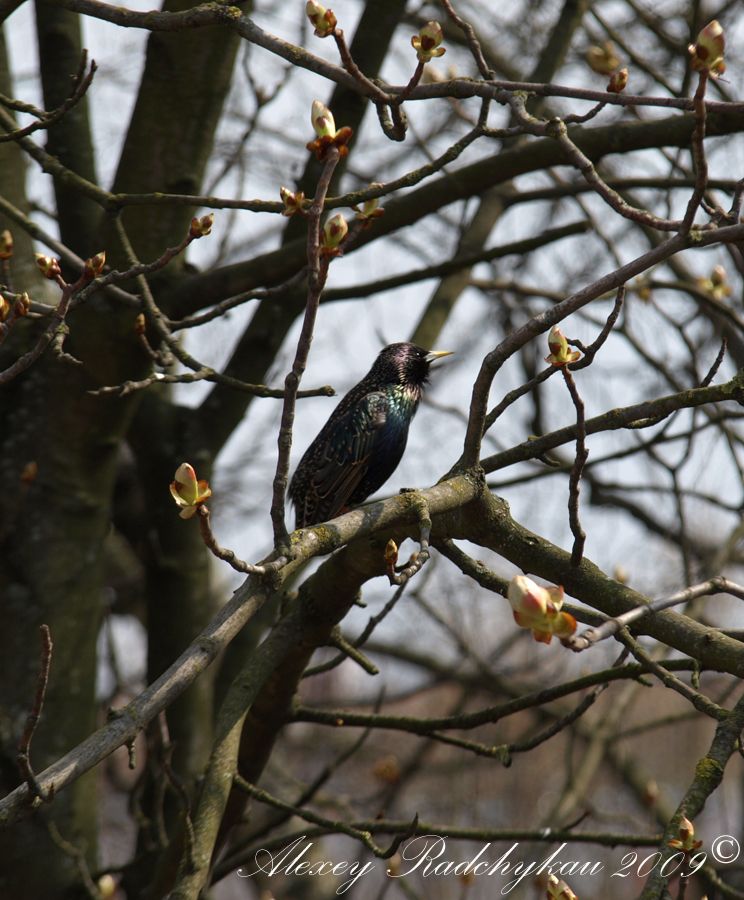 Die Ankunft des Frühlings