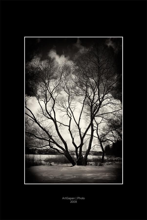 Dark TREE`z