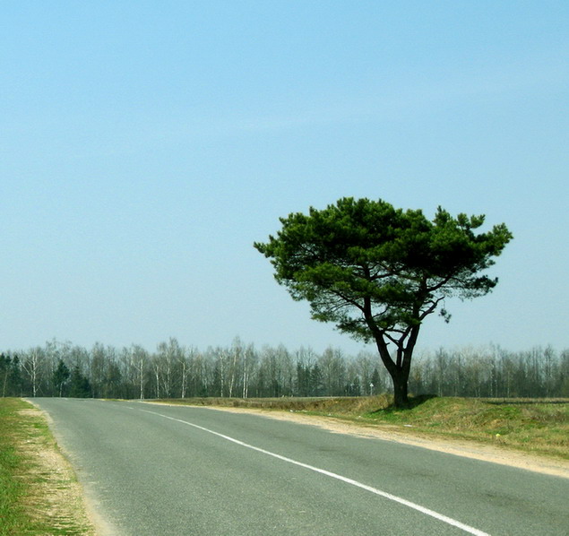 Belorussian tree