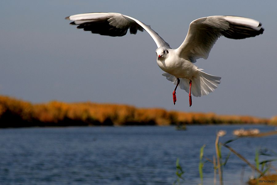 Über meinem Kopf stolz fliegt - wie ein Vogel ....
