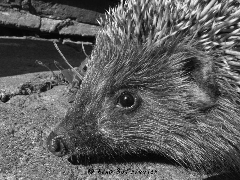 ein Liebhaber von Milch ...