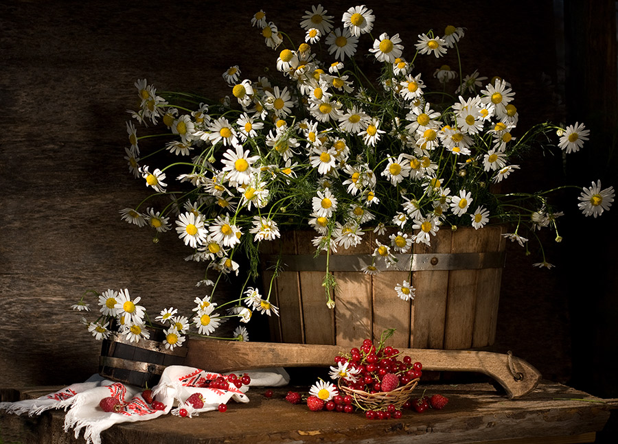 Sommer Etüde oder Gänseblümchen Wanne.