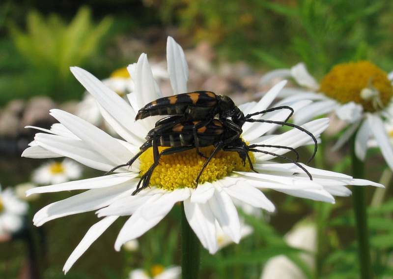 Liebt? Abneigungen? Liebe!