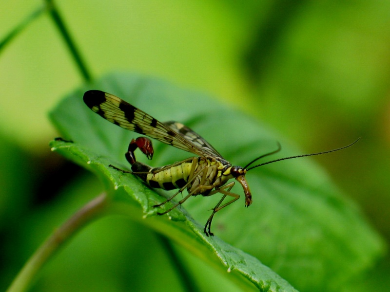 Taki Tier zhyli da Nascha Ära.