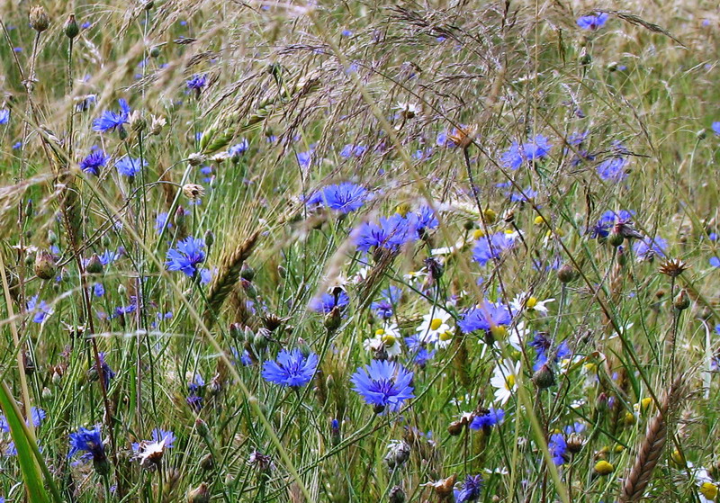 Muster Mutterland vasilka