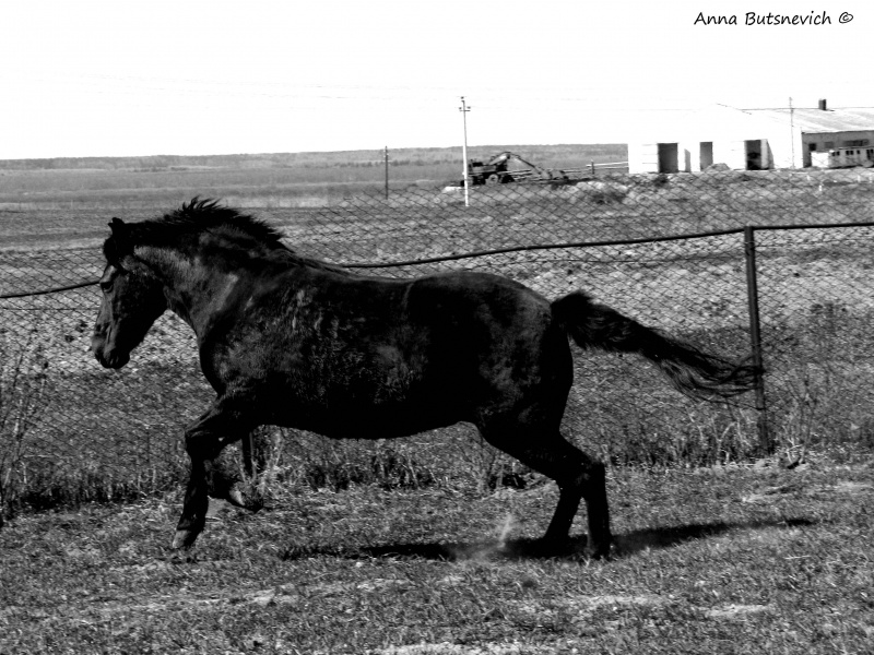 Pferd nach dem Winter