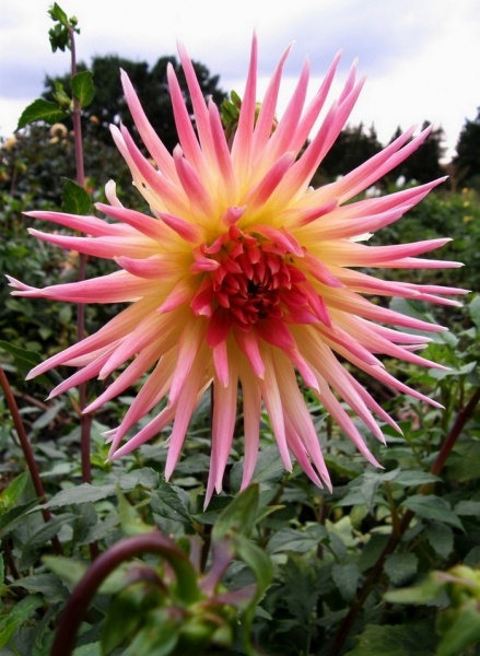 Vierzig Kugelschreiber und ein Bein