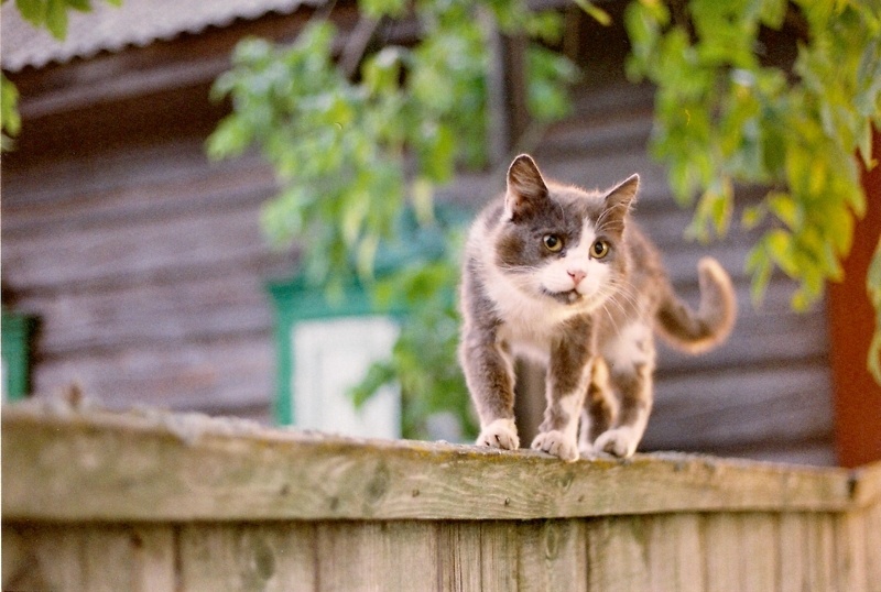 Katze geht auf einer Wiese ...