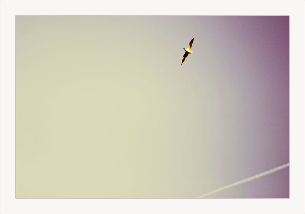 Die Freiheit der Cha.