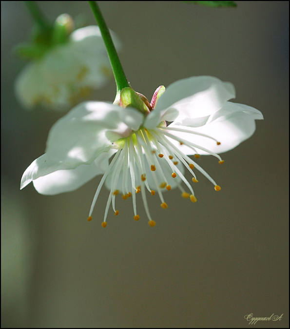 Spring Banalität ....