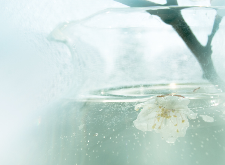 Der Geruch des Frühlings ...