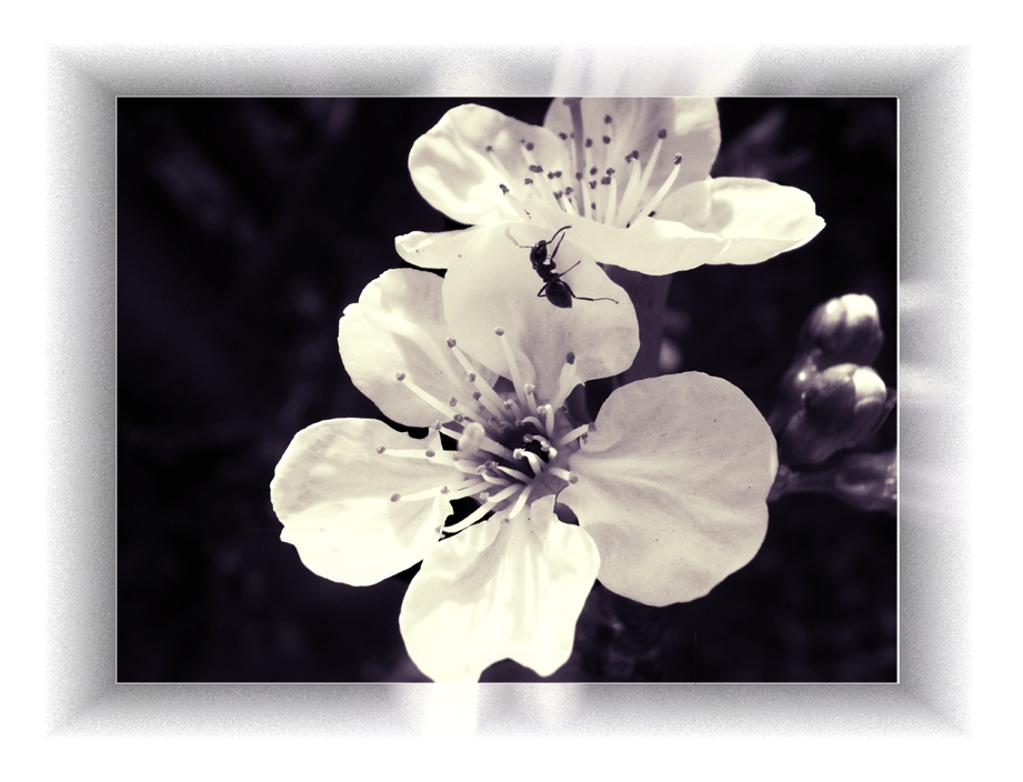 Ameise auf einer Blüte