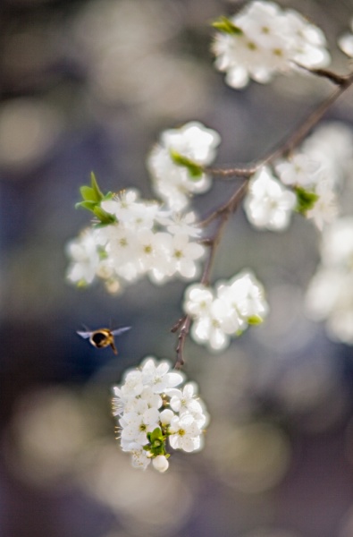 plötzlich aufgeblüht ...