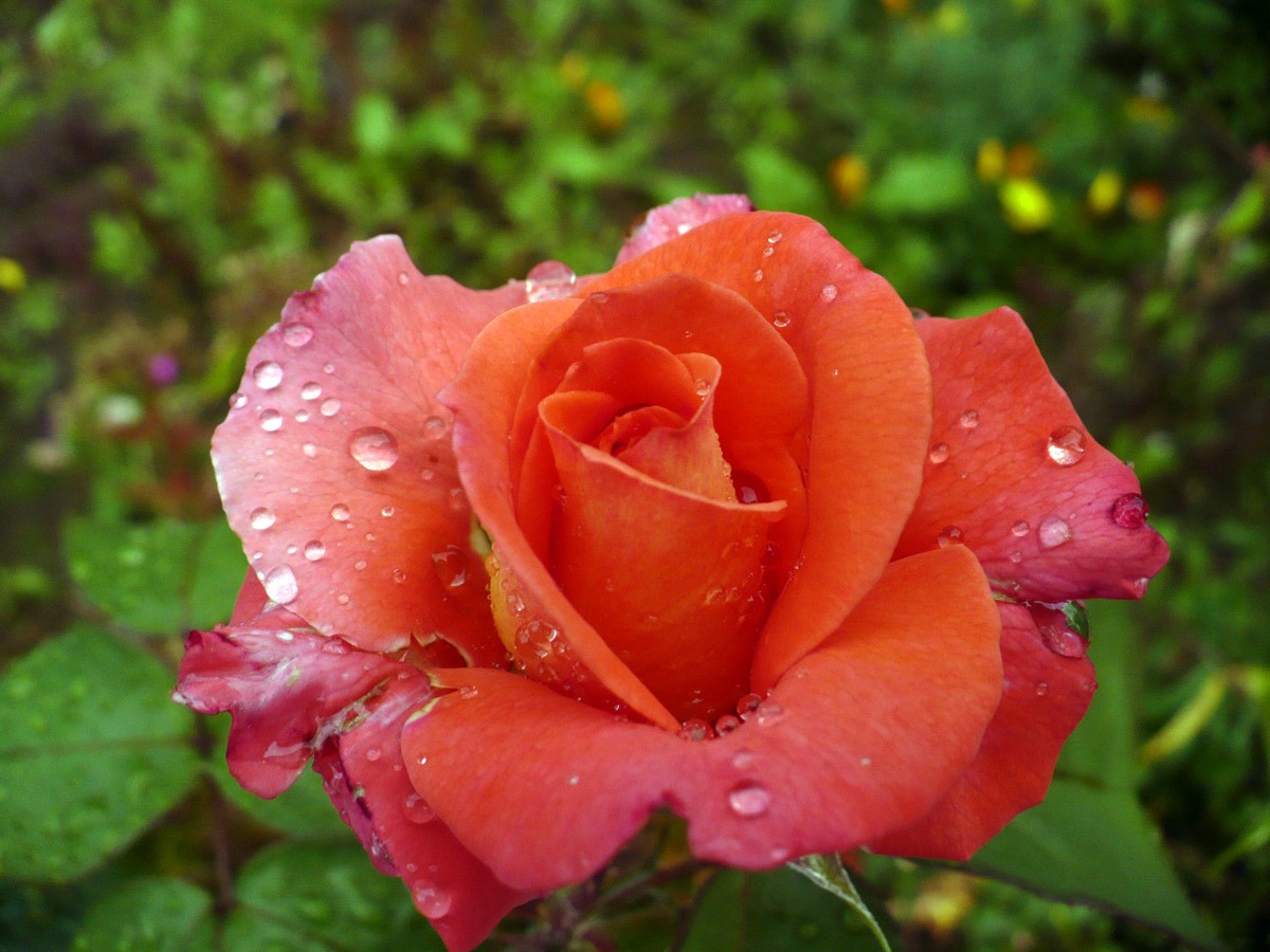 Rose nach regen