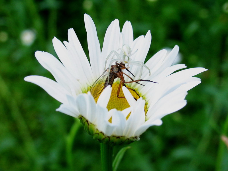 Unsere fliegen in die Ecke gezogen