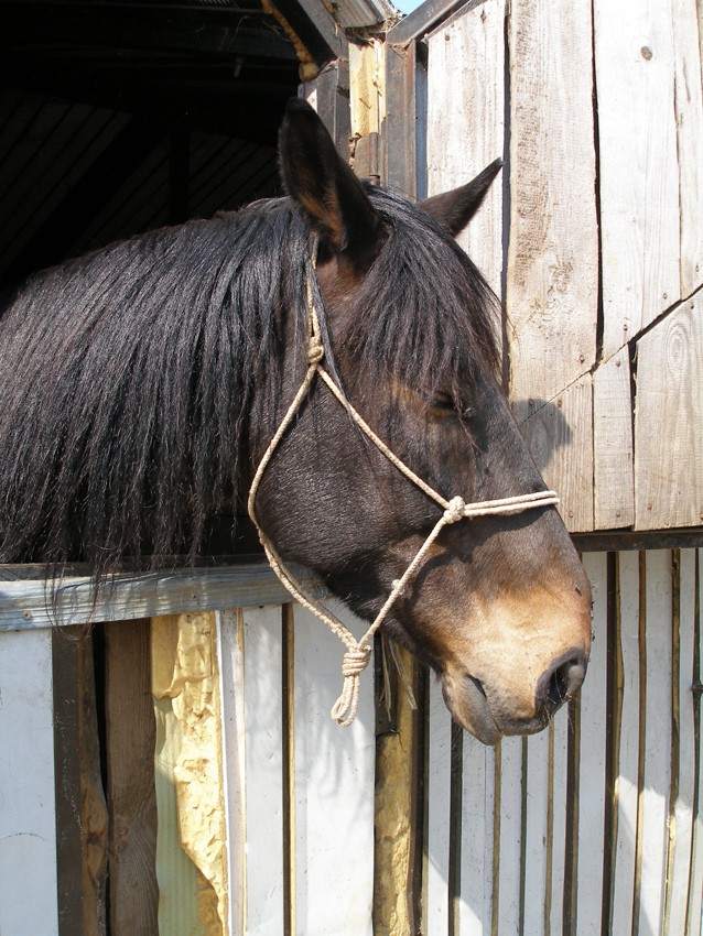 Horsepower Traurigkeit