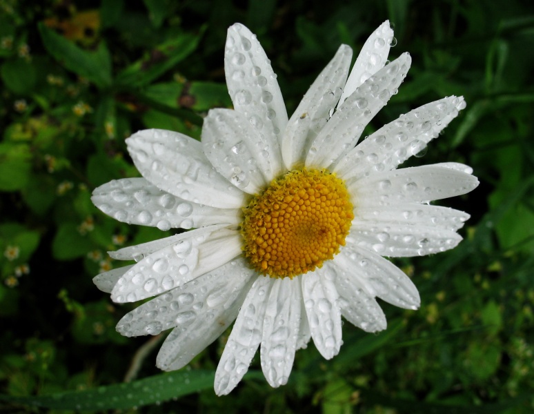 Tau auf einem Sommermorgen