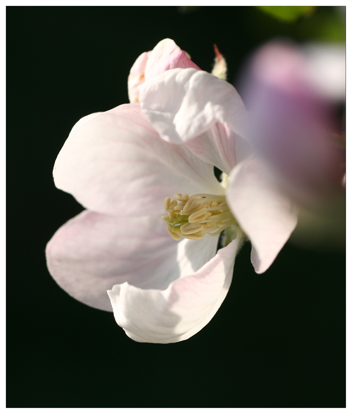 Auf die Freuden des Frühlings.