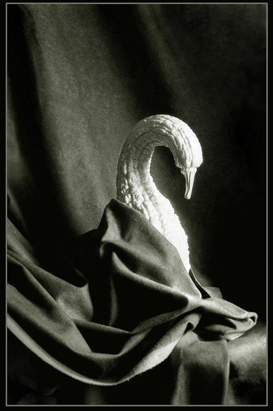 Mehr zum Thema Vögel